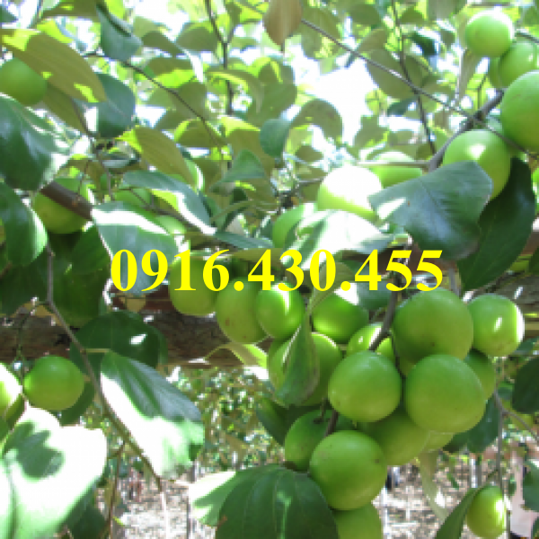 Cây giống táo thái